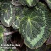 Begonia Sizemoreae -EcoFlora Sales Shop BEGO SIZEMOREA W44010