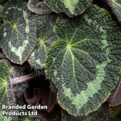 Begonia Sizemoreae