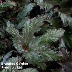 Begonia 'Spacestars Duo' -EcoFlora Sales Shop BEGO SPACEAVIO S43862