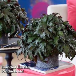 Begonia 'Spacestars Duo' -EcoFlora Sales Shop BEGO SPACEAVIO S43863