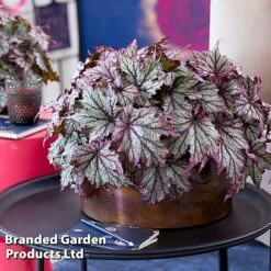 Begonia 'Spacestars Duo' -EcoFlora Sales Shop BEGO SPACEMAIA S43855