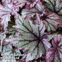 Begonia 'Spacestars Duo' -EcoFlora Sales Shop BEGO SPACEMAIA S43857