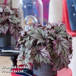 Begonia 'Spacestars Duo' -EcoFlora Sales Shop BEGO SPACEMAIA S43859