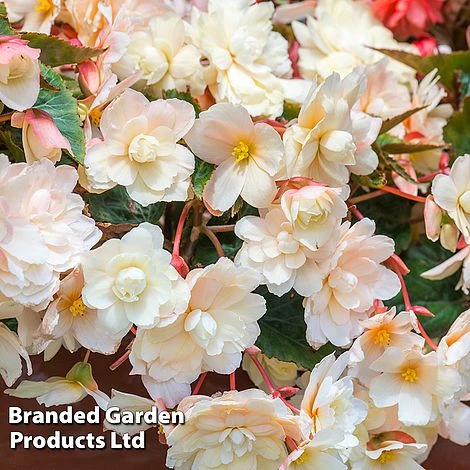 Begonia 'Sweet Spice Appleblossom' 5 Begonia 'Sweet Spice Appleblossom' - Image 3