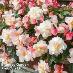 Begonia 'Sweet Spice Appleblossom' 14 Begonia 'Sweet Spice Appleblossom' -EcoFlora Sales Shop BEGO SWEETSPAP S17993
