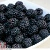 Blackberry 'Reuben' -EcoFlora Sales Shop BLAC CWW4677 A h