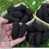 Blackberry 'Black Butte' 2 Blackberry 'Black Butte' -EcoFlora Sales Shop BLAC T80258 A