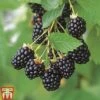 Blackberry 'Navaho' -EcoFlora Sales Shop BLAC TKA1965 A