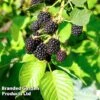 Blackberry 'Triple Crown' -EcoFlora Sales Shop BLACKBTRIPLE KC3225 A
