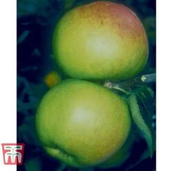 Apple 'Blenheim Orange' -EcoFlora Sales Shop BLEN 21213 A1