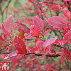 Blueberry 'Chandler' -EcoFlora Sales Shop BLUE AUTUMNFOL B2