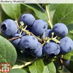 Blueberry Collection -EcoFlora Sales Shop BLUE BLUECROP
