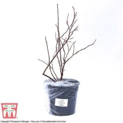 Blueberry 'Earliblue' -EcoFlora Sales Shop BLUE CWW3178 C