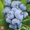 Blueberry 'Chandler' -EcoFlora Sales Shop BLUE CWW3179 A