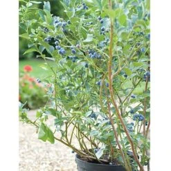 Blueberry 'Chandler' -EcoFlora Sales Shop BLUE CWW3179 B h
