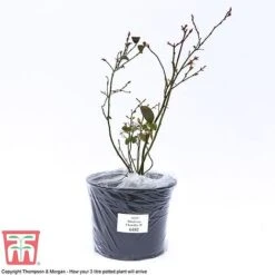 Blueberry 'Chandler' -EcoFlora Sales Shop BLUE CWW3179 C