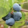Blueberry 'Brigitta' (Late Season) -EcoFlora Sales Shop BLUE CWW3305 A