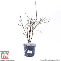 Blueberry 'Brigitta' (Late Season) -EcoFlora Sales Shop BLUE CWW3305 S