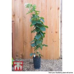 Blackberry 'Reuben' -EcoFlora Sales Shop BLUE CWW4677 CC