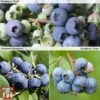 Blueberry Collection -EcoFlora Sales Shop BLUE KA9387 COLL