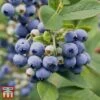Blueberry 'Spartan' -EcoFlora Sales Shop BLUE TKA3660 AA