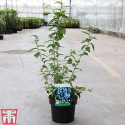 Blueberry 'Spartan' -EcoFlora Sales Shop BLUE TKA3660 B