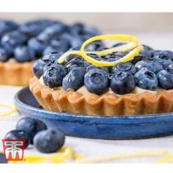 Blueberry 'Spartan' -EcoFlora Sales Shop BLUE TKA3660 CC