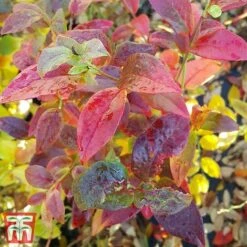 Blueberry 'Spartan' -EcoFlora Sales Shop BLUE TKA3660 DD