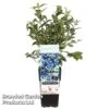 Blueberry 'Jersey' -EcoFlora Sales Shop BLUE JERSEY S48989
