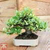 Bonsai Carmona Microphylla (House Plant) -EcoFlora Sales Shop BONS TKA3020 A