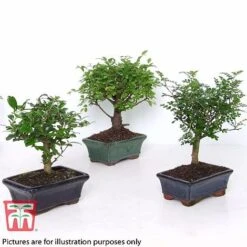 Bonsai Carmona Microphylla (House Plant) -EcoFlora Sales Shop BONS TKA3020 B
