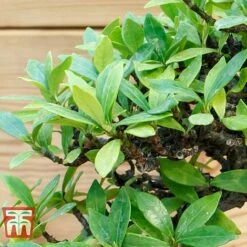 Bonsai Carmona Microphylla (House Plant) -EcoFlora Sales Shop BONS TKA3020 C