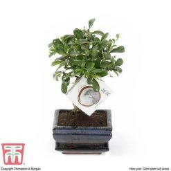 Bonsai Carmona Microphylla (House Plant) -EcoFlora Sales Shop BONS TKA3020 E1