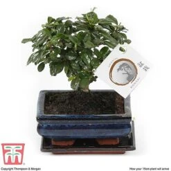 Bonsai Carmona Microphylla (House Plant) -EcoFlora Sales Shop BONS TKA3020 G1
