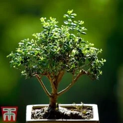 Bonsai Ligustrum -EcoFlora Sales Shop BONS TKA3021 A1