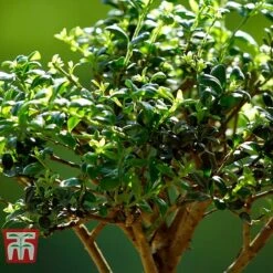 Bonsai Ligustrum -EcoFlora Sales Shop BONS TKA3021 C