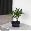 Bonsai Ficus In Ceramic Saucer -EcoFlora Sales Shop BONS FICUSCERA T47337