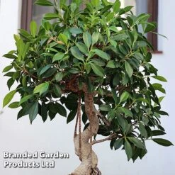 Bonsai Ficus In Ceramic Saucer -EcoFlora Sales Shop BONS FICUSCERA W45972