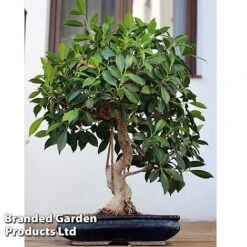 Bonsai Ficus In Ceramic Saucer -EcoFlora Sales Shop BONS FICUSCERA W45972b