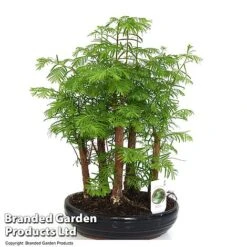Bonsai Metasequoia Forest Mix In Oval Ceramic -EcoFlora Sales Shop BONS FORESTMIX T50180