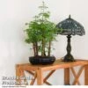 Bonsai Metasequoia Forest Mix In Oval Ceramic -EcoFlora Sales Shop BONS FORESTMIX T50181