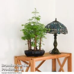 Bonsai Metasequoia Forest Mix In Oval Ceramic -EcoFlora Sales Shop BONS FORESTMIX T50182