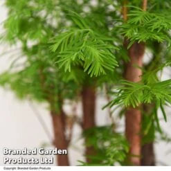 Bonsai Metasequoia Forest Mix In Oval Ceramic -EcoFlora Sales Shop BONS FORESTMIX T50185