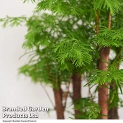 Bonsai Metasequoia Forest Mix In Oval Ceramic -EcoFlora Sales Shop BONS FORESTMIX T50186