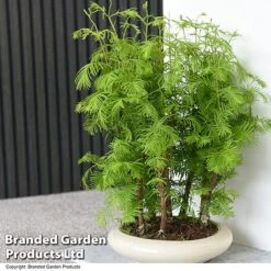 Bonsai Metasequoia Forest Mix In Oval Ceramic -EcoFlora Sales Shop BONS FORESTMIX T50502