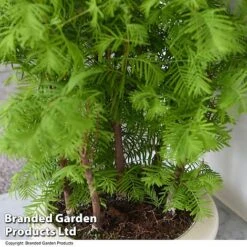 Bonsai Metasequoia Forest Mix In Oval Ceramic -EcoFlora Sales Shop BONS FORESTMIX T50505