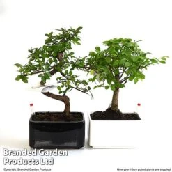 Bonsai Mix In Easy Care Pot -EcoFlora Sales Shop BONS MXEAS16CM T49205