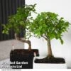 Bonsai Mix In Easy Care Pot -EcoFlora Sales Shop BONS MXEASYCAR T49207