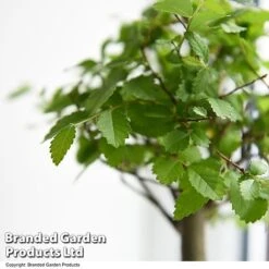 Bonsai Mix In Easy Care Pot -EcoFlora Sales Shop BONS MXEASYCAR T49216