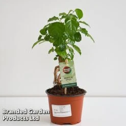 Radermachera Sinica Bonsai Form -EcoFlora Sales Shop BONS RADER12CM T45096G